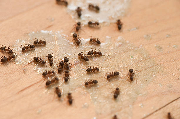 Professional Pest Control in Park Hills, MO